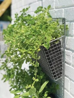 Wire Wall Pockets Vertical Gardens 10 Wire Wall Pockets Vertical Gardens -Garden Supply Store 8609429 9500 tif