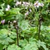 Arden Single Stem Supports, Set Of 2 -Garden Supply Store 8609887 8022 tif