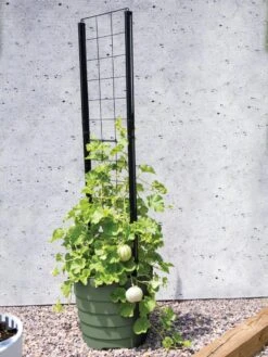 Gardener’s Victory Self-Watering Planter With Vine Trellis -Garden Supply Store 8610238 15487 tif