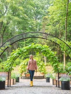 2’ X 8’ Arch Trellis For Planter Boxes 14 2’ X 8’ Arch Trellis For Planter Boxes -Garden Supply Store 8610798 071 tif