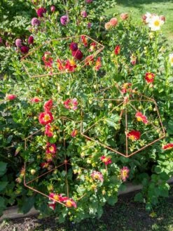 Parasol Plant Supports, Set Of 3 -Garden Supply Store 8611129 050 tif