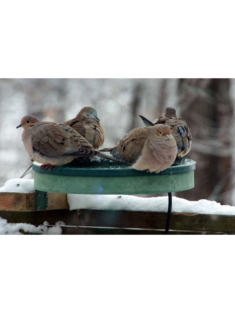 All Seasons 3-in-1 Heated Birdbath 4 All Seasons 3-in-1 Heated Birdbath - Image 2