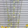 Flock Of Friends Wall Trellis 2 Flock Of Friends Wall Trellis -Garden Supply Store 8612636 0029 flock of friends wall trellis