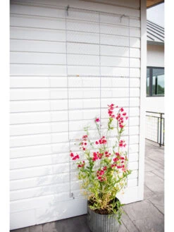 Chicken Wire Wall Trellis 15 Chicken Wire Wall Trellis -Garden Supply Store 8612717 0093