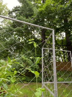 Chicken Wire Pea Trellis 20 Chicken Wire Pea Trellis -Garden Supply Store 8612718 7302