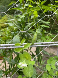 Chicken Wire Pea Trellis 18 Chicken Wire Pea Trellis -Garden Supply Store 8612718 7307
