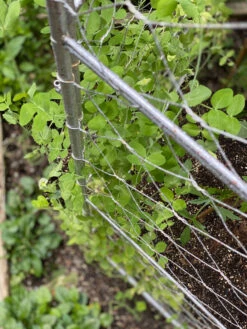 Chicken Wire Pea Trellis 17 Chicken Wire Pea Trellis -Garden Supply Store 8612718 7312