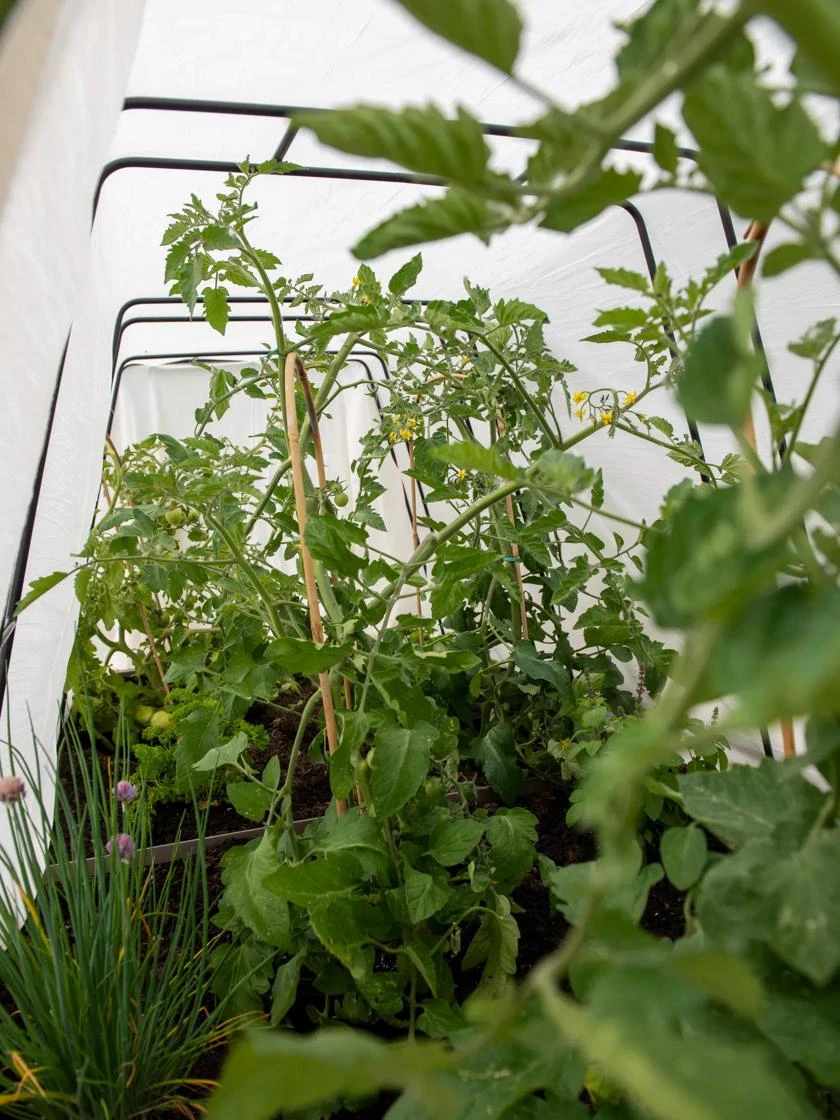 Cotton All Purpose Garden Cover 5 Cotton All Purpose Garden Cover - Image 3