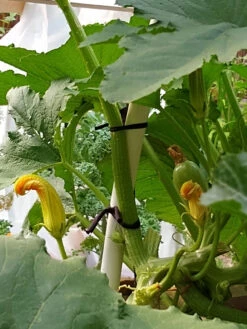 Farmyarn® Multipurpose Garden Tie, 2 Pack 17 Farmyarn® Multipurpose Garden Tie, 2 Pack -Garden Supply Store 8612948 01v