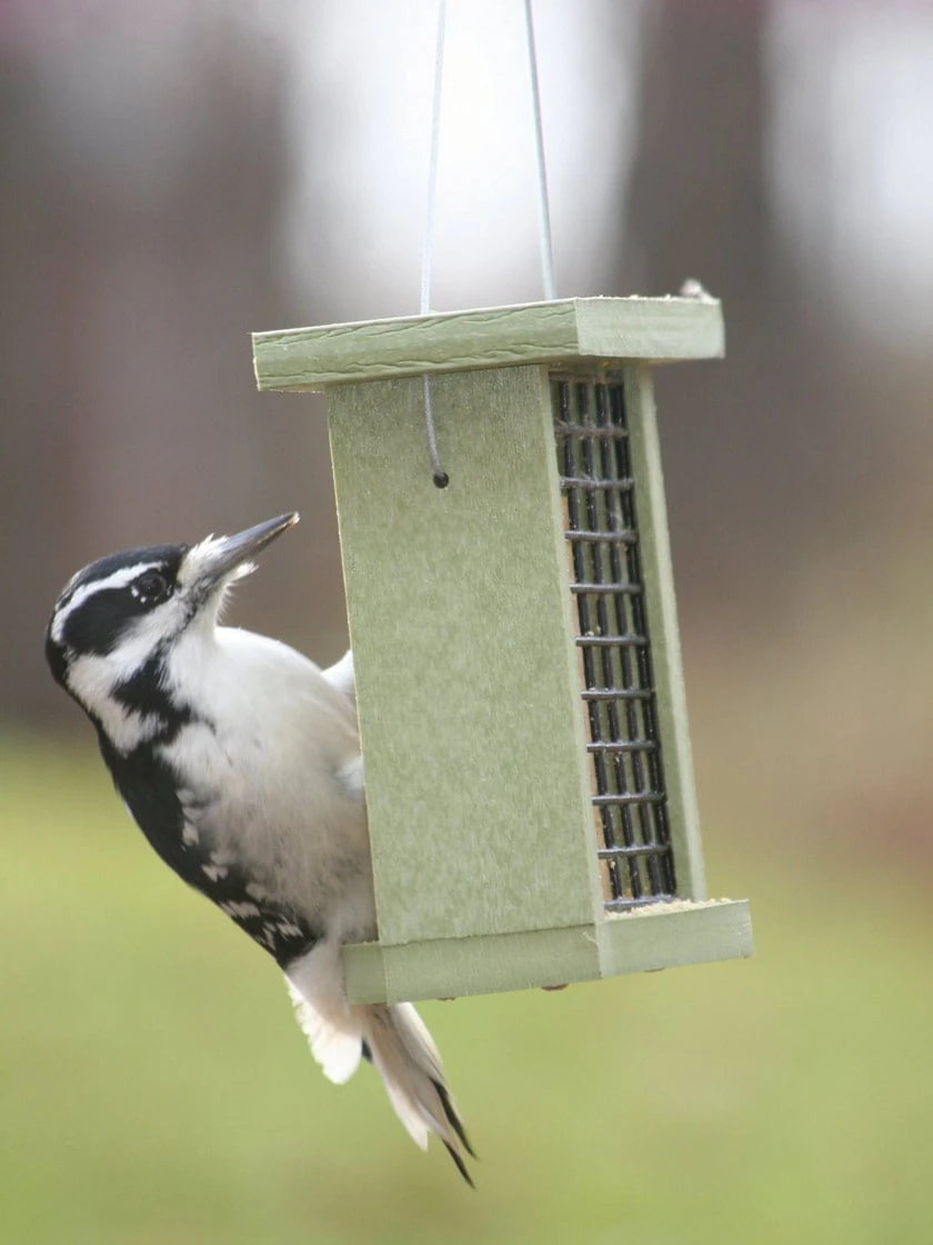 Birds Choice™ Suet Feeder 3 Birds Choice™ Suet Feeder