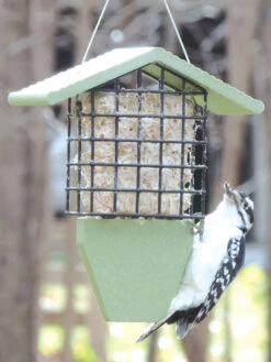 Birds Choiceâ„¢ Tail Prop Feeder