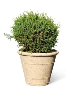Self-Watering LavaStone® Anson Pot -Garden Supply Store 8613255 0150