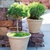 Self-Watering LavaStone® Anson Pot -Garden Supply Store 8613256 0124 self watering lavastone anson pot
