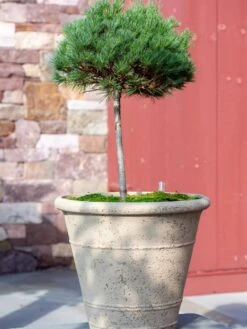 Self-Watering LavaStone® Anson Pot -Garden Supply Store 8613256 0135