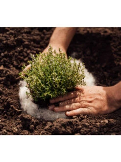 Hortiwool ®, Starter Garden Pad 8 Hortiwool ®, Starter Garden Pad -Garden Supply Store 8613263 06v 1