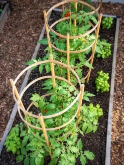 Bamboo Tomato Cages, Set Of 3 13 Bamboo Tomato Cages, Set Of 3 -Garden Supply Store 8613426 6916