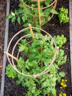 Bamboo Tomato Cages, Set Of 3 14 Bamboo Tomato Cages, Set Of 3 -Garden Supply Store 8613426 6921