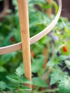Bamboo Tomato Cages, Set Of 3 16 Bamboo Tomato Cages, Set Of 3 -Garden Supply Store 8613426 6924