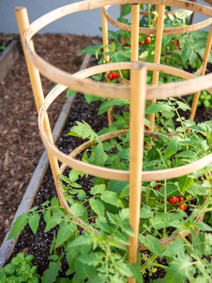 Bamboo Tomato Cages, Set Of 3 4 Bamboo Tomato Cages, Set Of 3 - Image 2