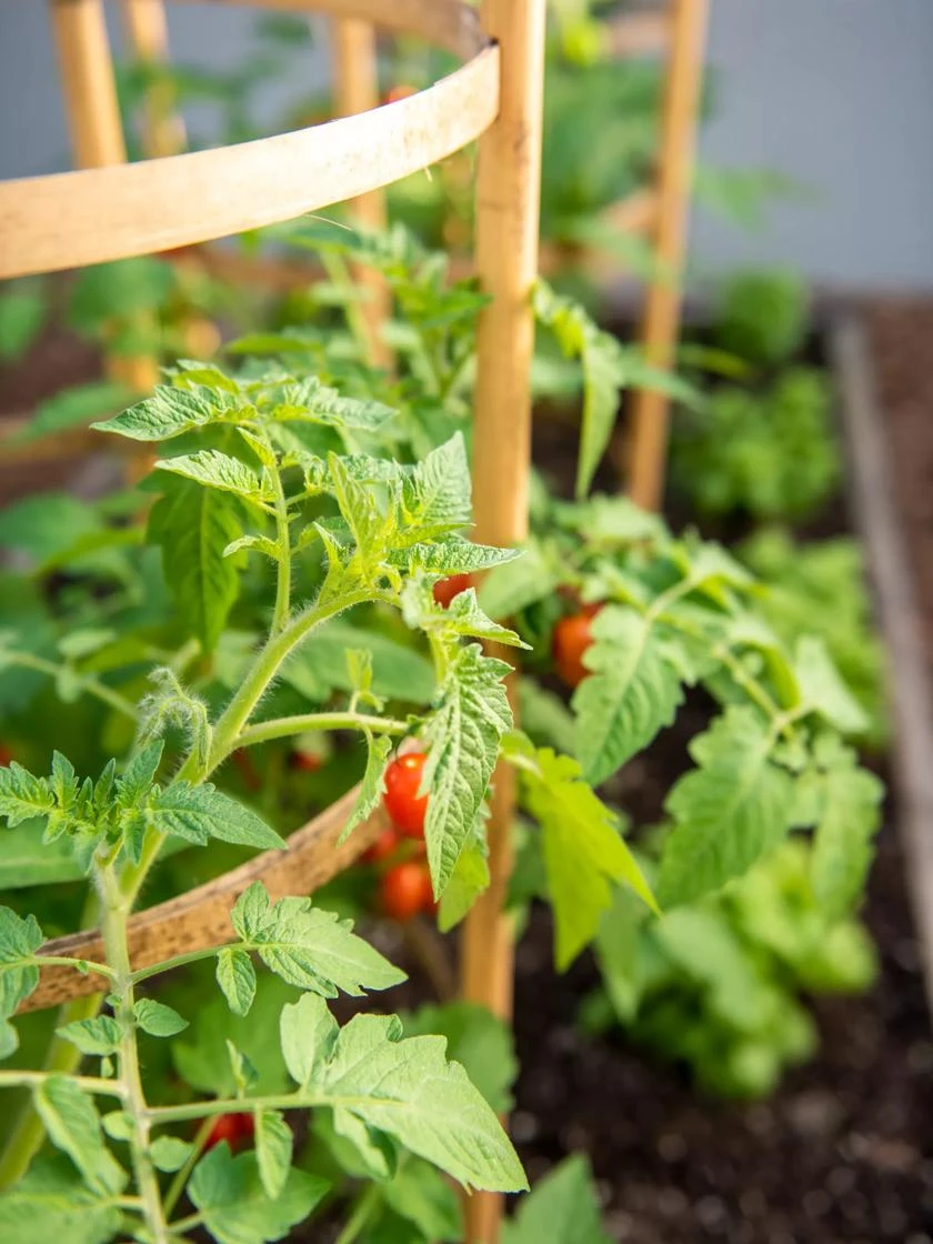 Bamboo Tomato Cages, Set Of 3 7 Bamboo Tomato Cages, Set Of 3 - Image 5