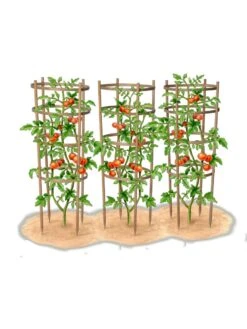 Bamboo Tomato Cages, Set Of 3 18 Bamboo Tomato Cages, Set Of 3 -Garden Supply Store 8613426 art