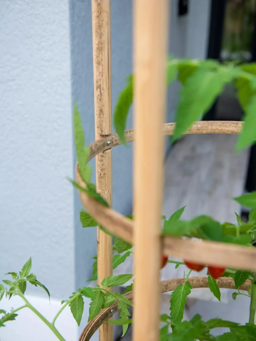Elevated Bamboo Tomato Planter And Trellis 5 Elevated Bamboo Tomato Planter And Trellis - Image 3