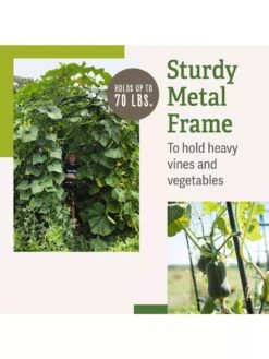 Titan Squash Tunnel 13 Titan Squash Tunnel -Garden Supply Store B07932DMCR plantsupport benefits 2