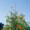 Rainbow Spiral Supports, Set Of 5 2 Rainbow Spiral Supports, Set Of 5 -Garden Supply Store GS36377 01 tif