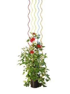Rainbow Spiral Supports, Set Of 5 -Garden Supply Store GS36377 03S tif